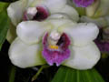 bifrenaria harrisoniae