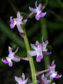 cleisostoma arietinum