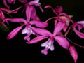 cochlioda rosea