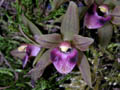 cymbidium devonianum