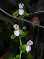 dipteranthus duchii
