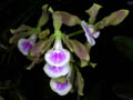 encyclia randii