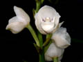 peristeria elata