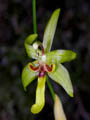sigmatostalix sergii