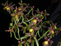 trigonochilum murinum