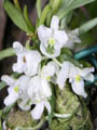 centroglossa_macroceras