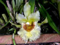 chondrorhyncha amabilis