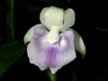 cochleanthes_wailesiana