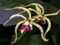 encyclia venezuelana