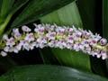 eria multiflora