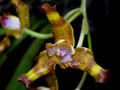 grammangis ellisii