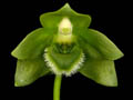 lycaste locusta