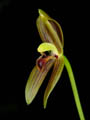 mormolyca ringens