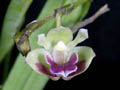 polystachia leucorhoda