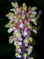 pomatocalpa spicata