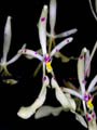 renanthera_citrina