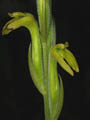 sarcoglottis spec