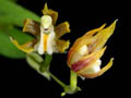 theodora gomezoides