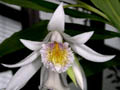thunia pulchra