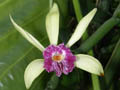 encyclia cordigera