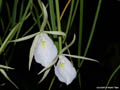 Brassavola acaulis