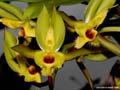 Catasetum christyanum