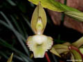 Catasetum juruense