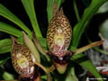 Catasetum schmidtianum