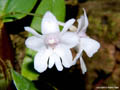 Dendrobium aberans
