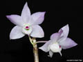 Dendrobium hercoglossum