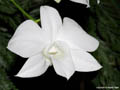 Dendrobium phalaenopsis Album