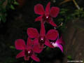 Dendrobium phalaenopsis Princess Sharon
