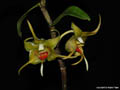 Dendrobium tobaense