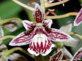 Epidendrum marmoratum