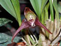 Masdevallia picea