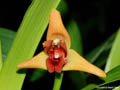 Maxillaria elatior