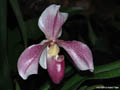 Paphiopedilum Aladin