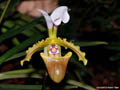 Paphiopedilum spicerianum Assam