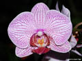 Phalaenopsis Annabella