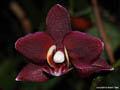 Phalaenopsis Black Jack
