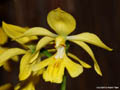 Calanthe striata