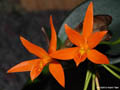 Cattleya aurantiaca