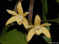 Dendrobium adae