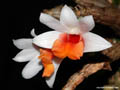 Dendrobium bellatulum