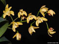 Dendrobium gracilicaule