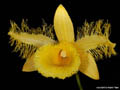 Dendrobium harveyanum