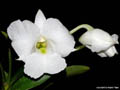 Dendrobium schutzei