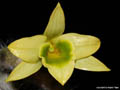 Dendrobium senile