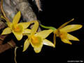 Dendrobium senile