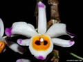 Dendrobium wardianum